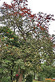 flowering tree in Kolkata, West Bengal, India.It is a flowering-plant.