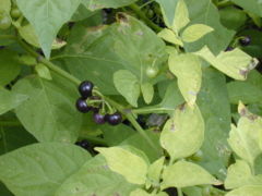 American Nightshade