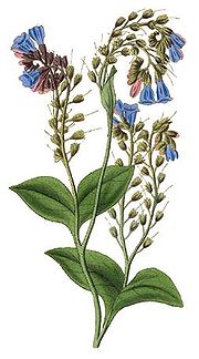 Caucasian Comfrey