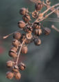 Dried Fruits at Kolkata, West Bengal, India