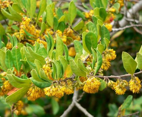 Azara (plant) - Gardenology.org - Plant Encyclopedia and Gardening wiki