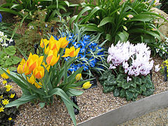 Blue flowers behind tulips