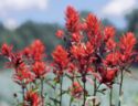 Indian Paintbrush