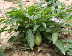 Pepino plant, flower, fruit