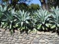 Agave attenuata