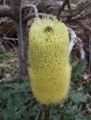 A Banksia grandis inflorescence may have 6000 individual flowers