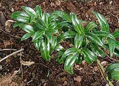Sarcococca hookeriana var. humilis