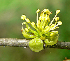 Forestiera pubescens