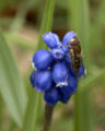 A hoverfly clings to a grape hyacinth
