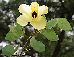Bauhinia tomentosa (Camel foot tree)