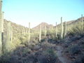 A forest of saguaro - Tucson, Arizona. May 2007.