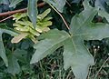 Field Maple foliage and fruit