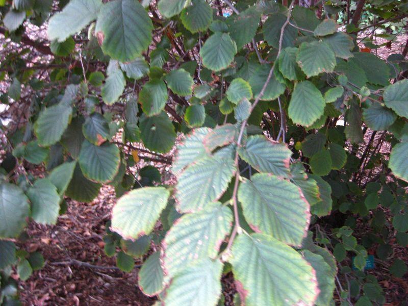 File:IMG 2511 ucla09.jpg