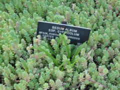 Sedum album ssp. gypsicolum