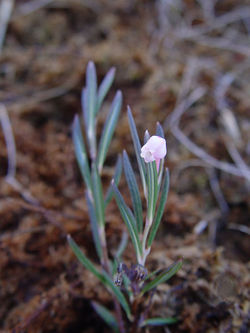 Andromeda polifolia var. polifolia in flower