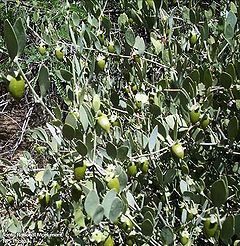 Simmondsia chinensis foliage and fruit