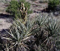Yucca - Gardenology.org - Plant Encyclopedia and Gardening wiki
