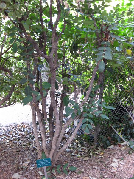 File:IMG 2363 ucla09.jpg