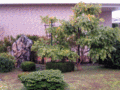 Season-impression animation of a free standing Wisteria sinensis at the Tsubo-en Zen garden