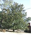 Magnolia grandiflora (Southern magnolia) – a large tree at Hemingway, South Carolina