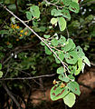 Grewia tiliifolia