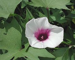 Sweet potato in flower