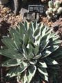 Agave victoriae-reginae