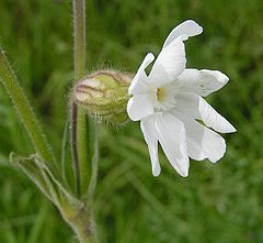 Silene latifolia (White Campion)