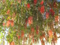 Callistemon citrinus (bottle brush tree)