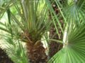 chamaerops humilis var. dactylocarpa