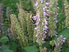 Agastache Blue Fortune (Hyssop)