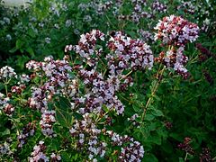 Origanum vulgare