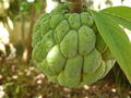 A Sugar-apple in Goiânia, Brazil.