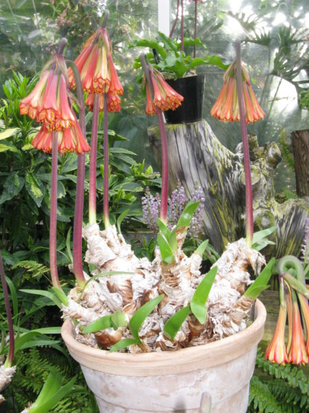 File:Cyrtanthus falcatus1.jpg