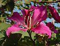 Bauhinia x blakeana flower