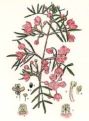 Illustration by Edward Minchen