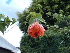 Abutilon pictum flower