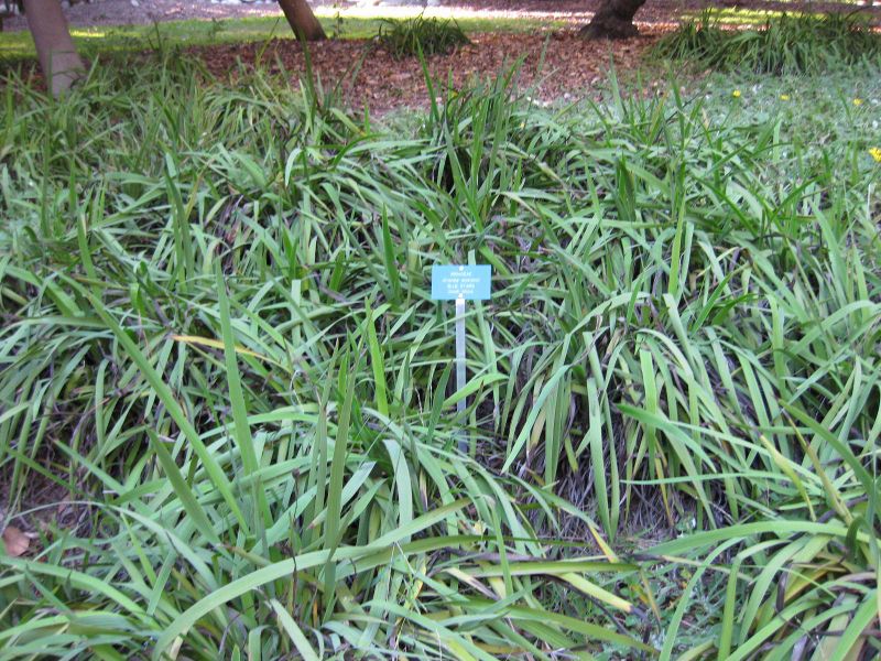 File:IMG 2676 ucla09.jpg