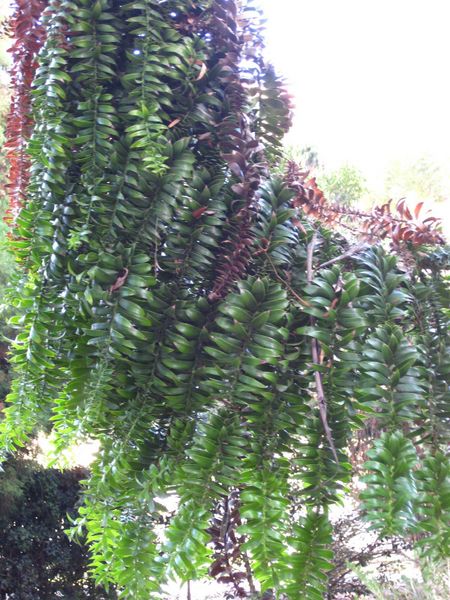 File:IMG 2617 ucla09.jpg