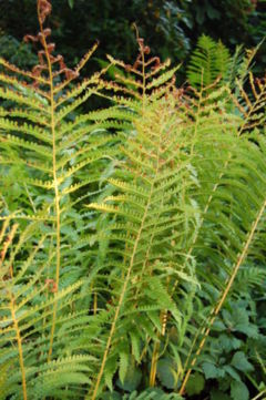 Sterile fronds in late summer