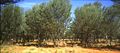 Mulga woodland. The tallest trees in this photograph are approximately 7 m.