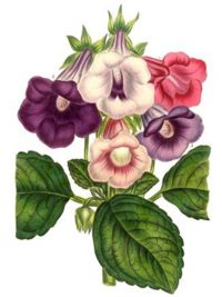 Sinningia speciosa, 5 varieties