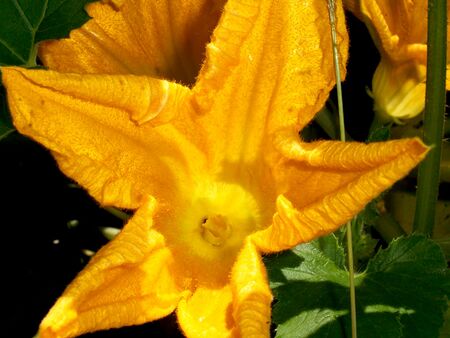 Zucchini - Gardenology.org - Plant Encyclopedia and Gardening wiki