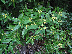 Foliage and flowers