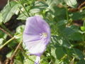Blue Rock Bindweed (Convolvulus sabatius)