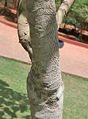 trunk in Hyderabad, India.