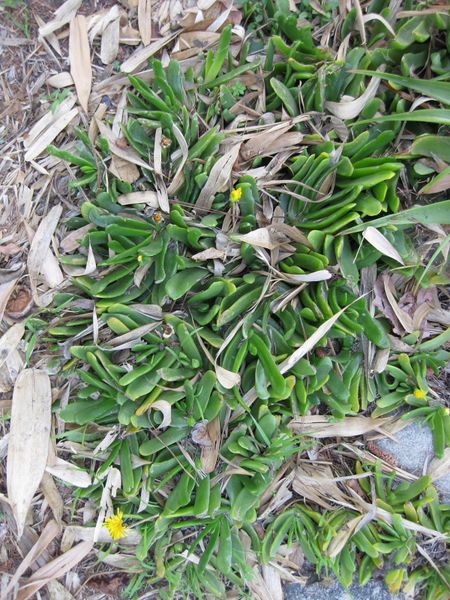 File:IMG 2378 ucla09.jpg