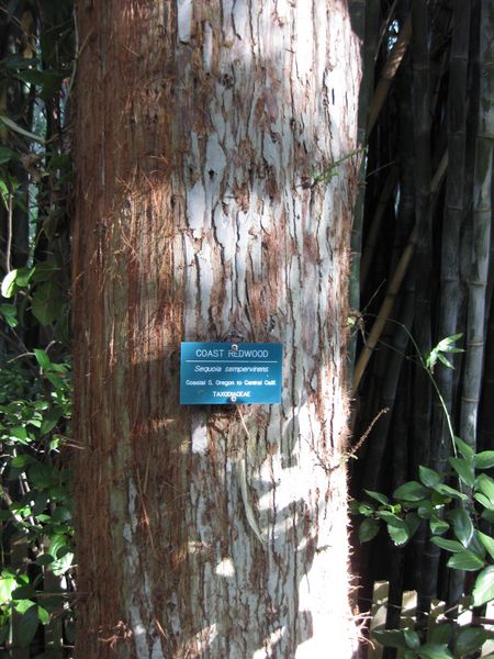 File:IMG 2672 ucla09.jpg