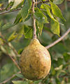 Fruit at Narendrapur near Kolkata, West Bengal, India