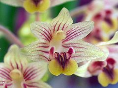 Eria amica was formerly in Pinalia